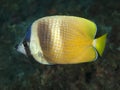 Sunburst butterflyfish Royalty Free Stock Photo