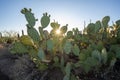 Sunburst through cacti in Tuscon Arizona