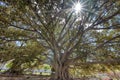 Sunburst through the canopy of a Banyan tree