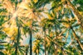 Sunburst through a canopy of palm trees