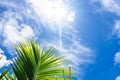 Sunburst through clouds in blue sky above green palm fronds for nature background Royalty Free Stock Photo