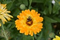 Sunburst Flower and Bee