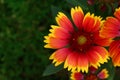 Sunburst Flower