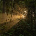 Sunburst Through Fog In Thick Forest Royalty Free Stock Photo