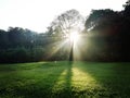 Sunburst through a forest Royalty Free Stock Photo