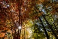 Autumn scene of tree canopy and sun