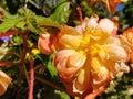 Sunburst garden flower