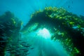 Sunburst Through the Kelp Forest of California Royalty Free Stock Photo