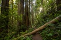 Sunburst Lights Wide Trail Through Redwood Forest