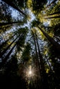Sunburst looking up through redwood trees Royalty Free Stock Photo
