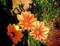 Sunburst orange Flowers