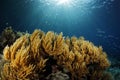 Sunburst over Coral Reef