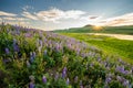 Sunburst Over Lupin Blooms Along Yellowstone River Royalty Free Stock Photo