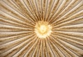 Sunburst pattern in the upper surface of a small mushroom cap