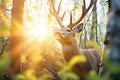 sunburst peaking through trees behind an elk Royalty Free Stock Photo