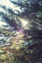 Sunburst through pine trees Royalty Free Stock Photo