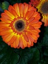 Sunburst red fire flower power