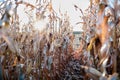 Sunburst through rows of dried maize plants Royalty Free Stock Photo