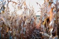 Sunburst through rows of dried maize plants