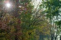 Sunburst through rural autumn or fall trees Royalty Free Stock Photo