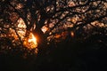 SUNBURST SEEN THROUGH BRANCHES OF AFRICAN BUSH AT SUNRISE Royalty Free Stock Photo