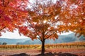 A sunburst shining through the autumn orange trees on a foggy morning Royalty Free Stock Photo