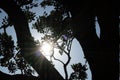 Sunburst shining through branches of tree in silhouette at sunset