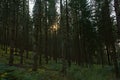 Sunburst through the silhouette of trunks and branches of a pine forest