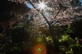 Sunburst sines through cherry blossoms with a sun flare at the bottom and japanese architecture on the left