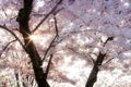 Sunburst through Soft, Pink Cherry Blossoms