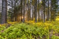 Sunburst at sunrise in Veluwe forest with pine trees and sun rays against Royalty Free Stock Photo