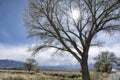 Sunburst through tree branches Royalty Free Stock Photo