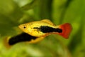 Sunburst tuxedo platy male Xiphophorus maculatus tropical aquarium fish Royalty Free Stock Photo