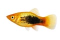 Sunburst tuxedo platy male Xiphophorus variatus tropical aquarium fish Royalty Free Stock Photo