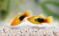 Sunburst tuxedo platy male Xiphophorus variatus tropical aquarium fish Royalty Free Stock Photo