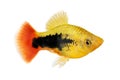 Sunburst tuxedo platy male Xiphophorus variatus tropical aquarium fish Royalty Free Stock Photo