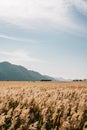 Suncheonman Bay wetland reed field at autumn in Suncheon, Korea Royalty Free Stock Photo