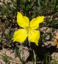 Suncup Flower (Evening Primrose) Royalty Free Stock Photo