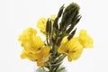 Suncups (Oenothera) in flower vase