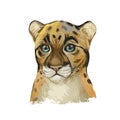 Sunda clouded leopard baby tabby watercolor portrait closeup. Neofelis diardi animal from Feline mammals. Medium-sized catlike