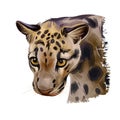 Sunda clouded leopard watercolor portrait closeup. Neofelis diardi animal from Feline mammals family. Medium-sized catlike Royalty Free Stock Photo