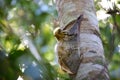 Sunda Flying Lemur