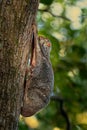 Sunda flying lemur - Galeopterus variegatus or Sunda colugo or Malayan flying lemur or Malayan colugo, found throughout Southeast Royalty Free Stock Photo