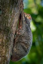 Sunda flying lemur - Galeopterus variegatus or Sunda colugo or Malayan flying lemur or Malayan colugo, found throughout Southeast Royalty Free Stock Photo