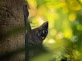 Sunda flying lemur - Galeopterus variegatus or Sunda colugo or Malayan flying lemur or Malayan colugo, found throughout Southeast Royalty Free Stock Photo