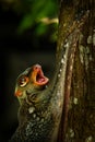 Sunda flying lemur - Galeopterus variegatus or Sunda colugo or Malayan flying lemur or Malayan colugo, found throughout Southeast Royalty Free Stock Photo