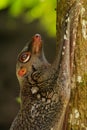 Sunda flying lemur - Galeopterus variegatus or Sunda colugo or Malayan flying lemur or Malayan colugo, found throughout Southeast