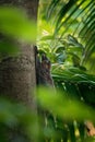 Sunda flying lemur - Galeopterus variegatus or Sunda colugo or Malayan flying lemur or Malayan colugo, found throughout Southeast Royalty Free Stock Photo