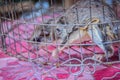 Sunda flying lemur for sale in the wild market at Thai-Cambodia border market. The Sunda flying lemur (Galeopterus variegatus) or Royalty Free Stock Photo