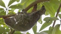 Sunda Flying Lemur On Tree Royalty Free Stock Photo